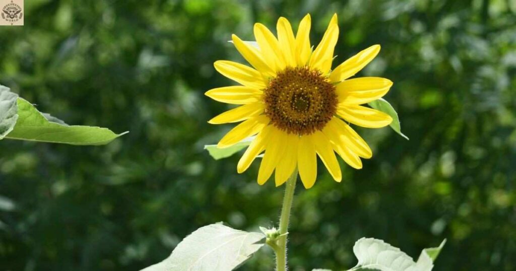 sunflower-emoji-meaning-the-hidden-symbolism-behind-in-texts-social-media-and-everyday-conversations